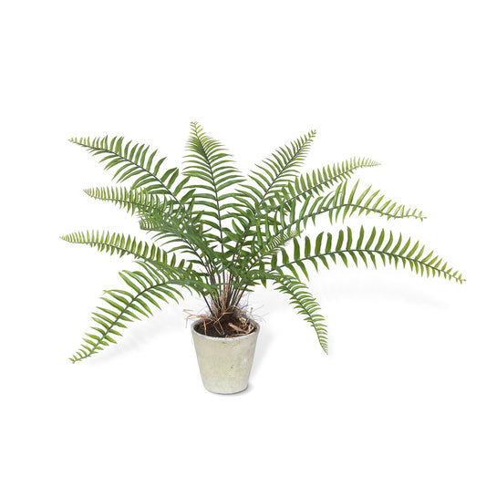 Large Flat Potted Fern