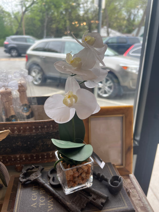 Orchid 11” in glass pot