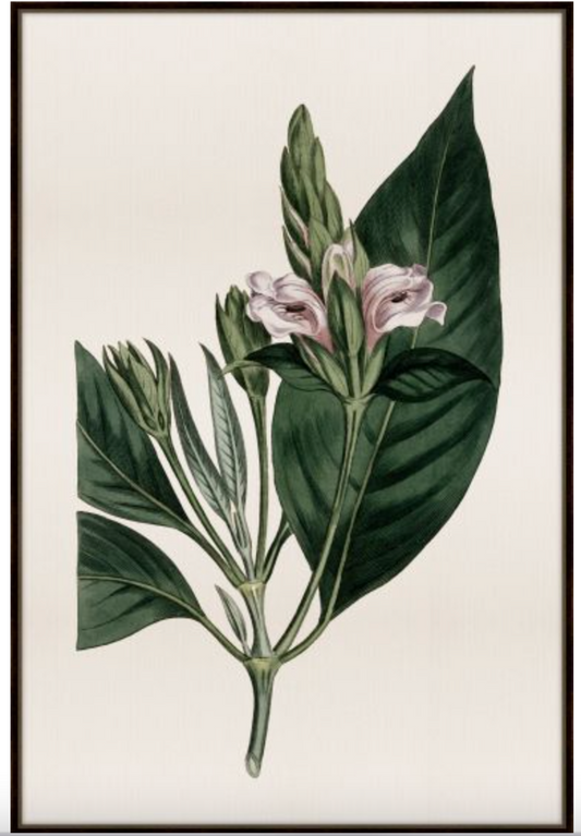 Amaranthine IV
