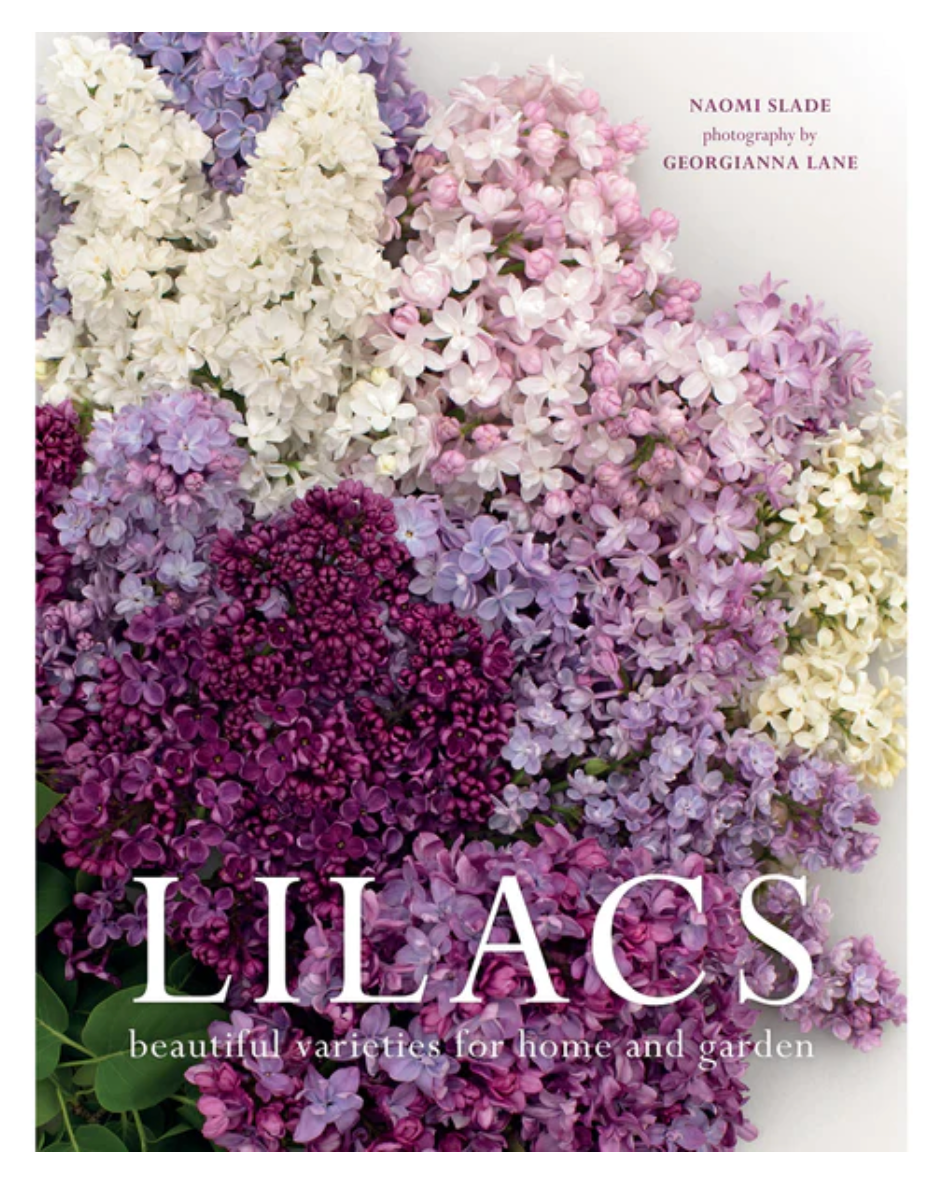 Lilacs