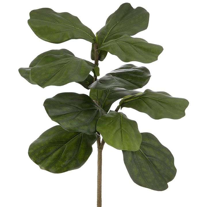 Fiddle Leaf Fig Stem