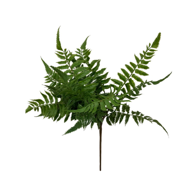 Forest Fern