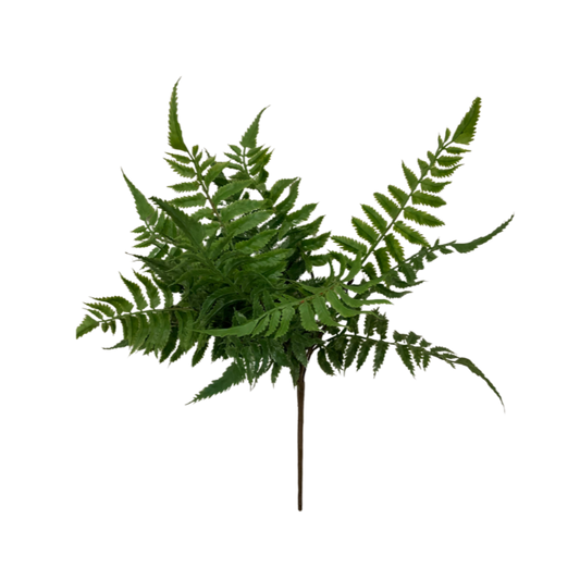 Forest Fern