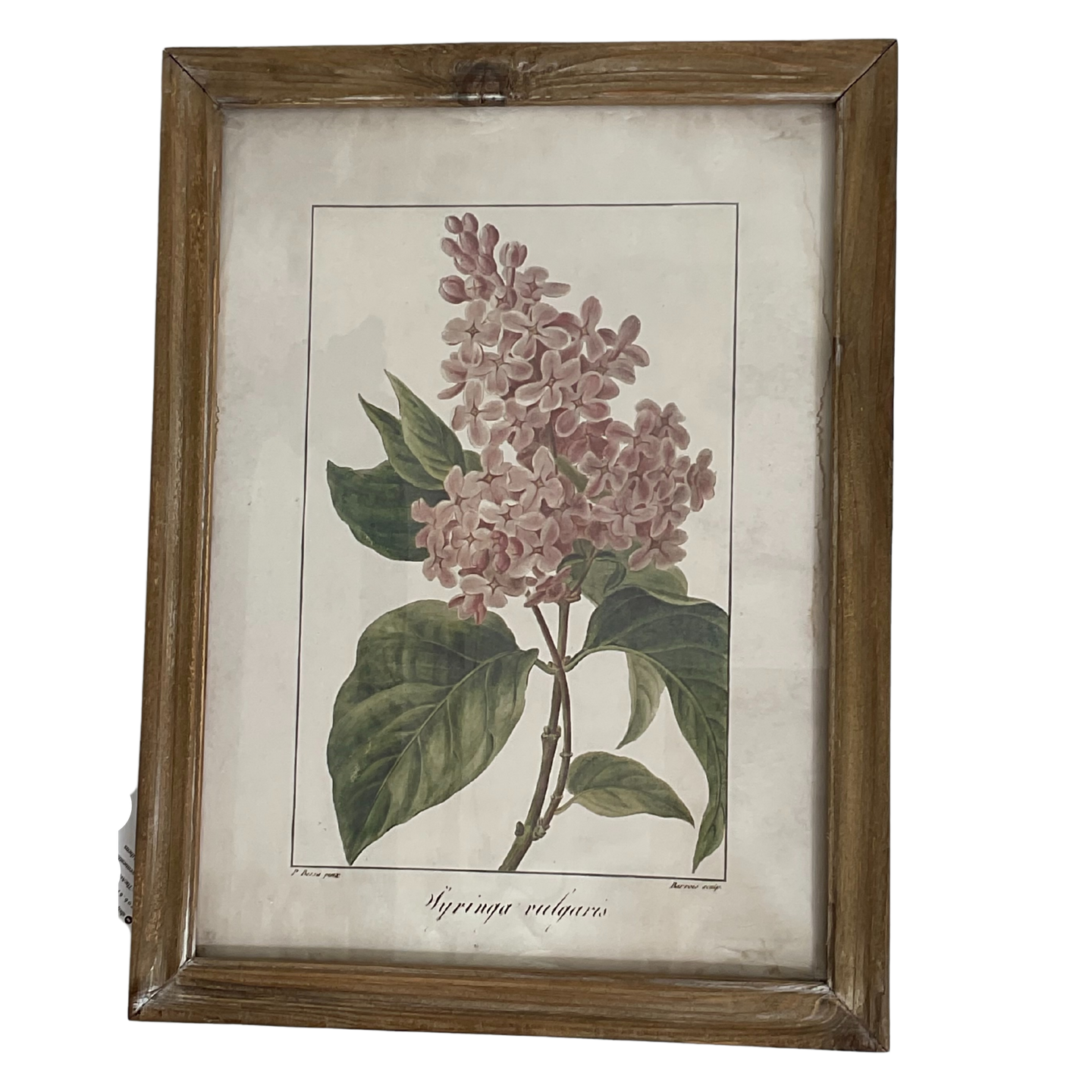 Botanical Prints