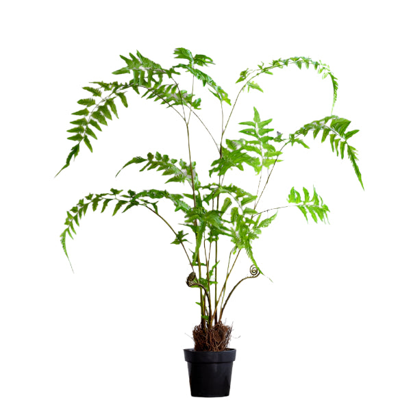 Forest Fern large