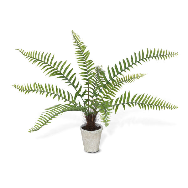 Flat Fern potted