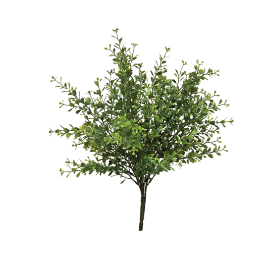 Mini Boxwood