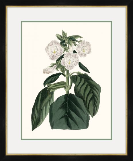 Paxton's Botany I Petite