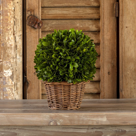 Preserved Boxwood Ball in Basket 6"
