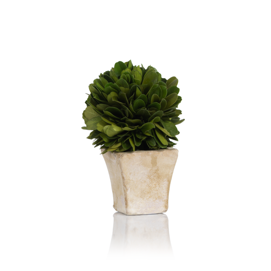 Zodax Round Boxwood Topiary In Square Pot-Small