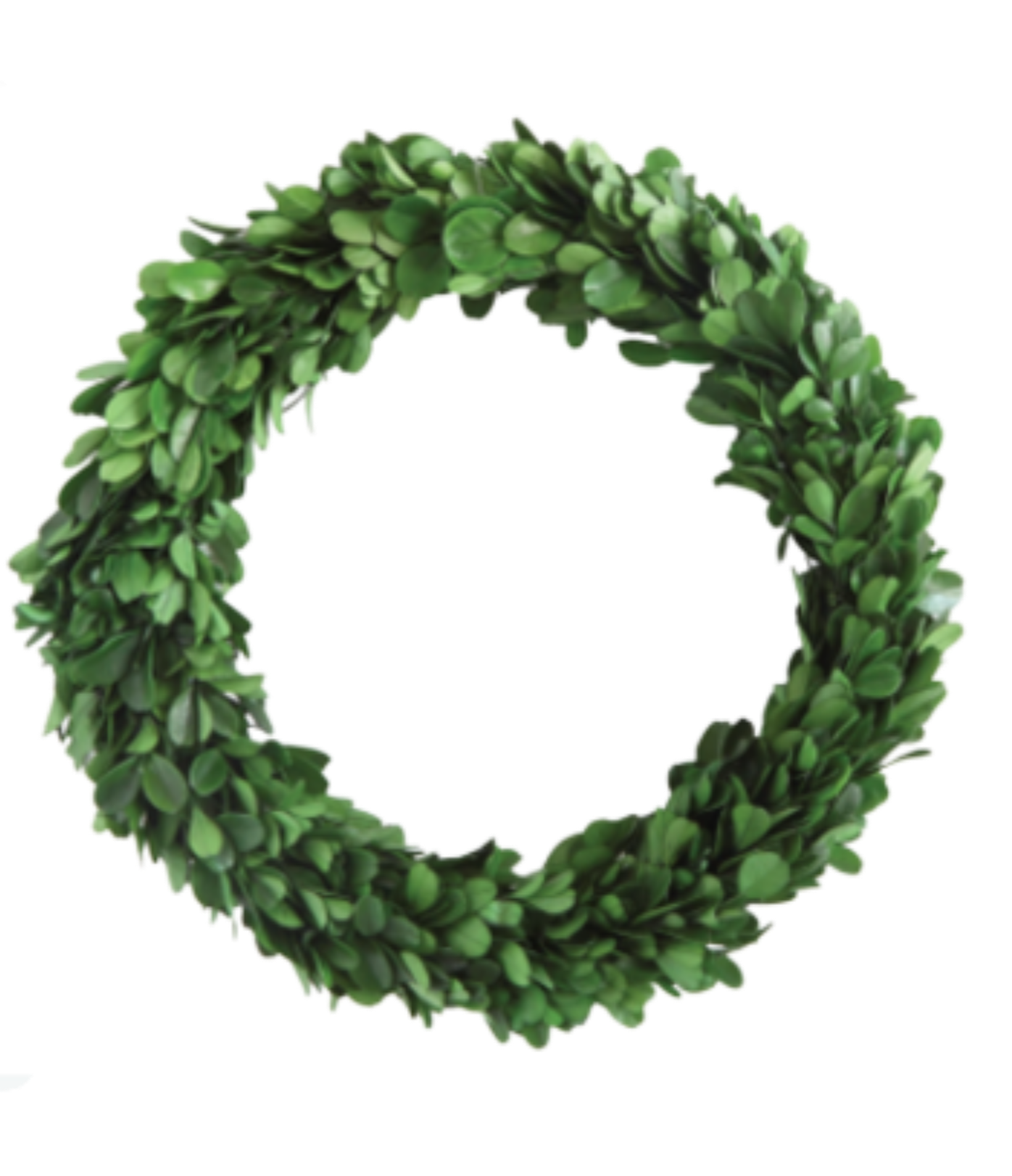 10" Round Preserved Boxwood
